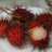 cherrybeet