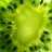 greenkiwi