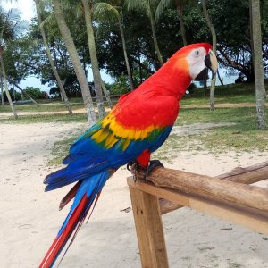 parrot-50.jpg