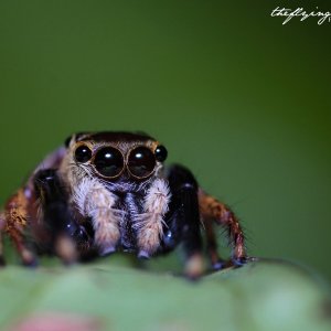 jumping spider.jpg