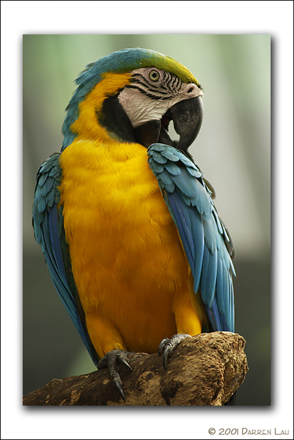 20010939-Parrot.jpg