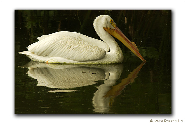 20010939-Stork2.jpg