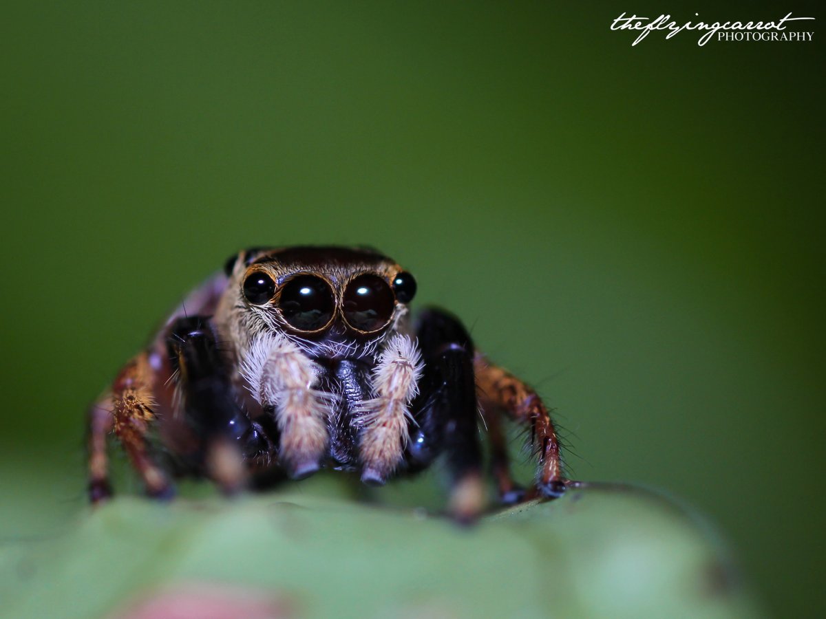 jumping spider.jpg