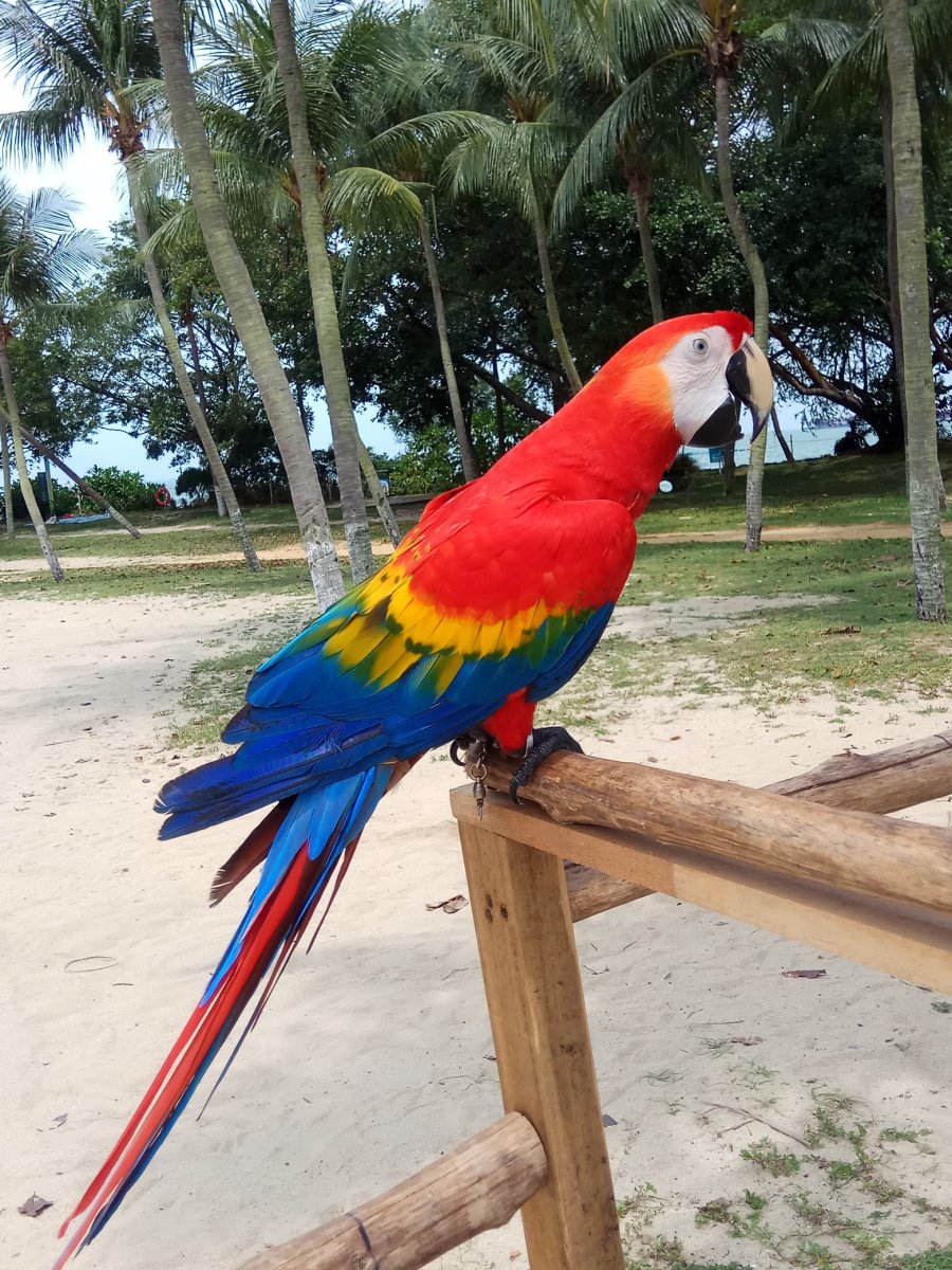 parrot-50.jpg