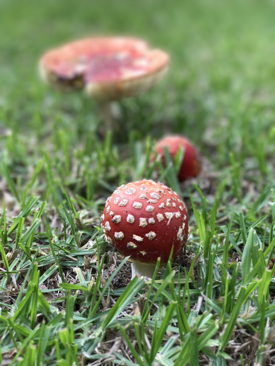 Poisonous mushrooms