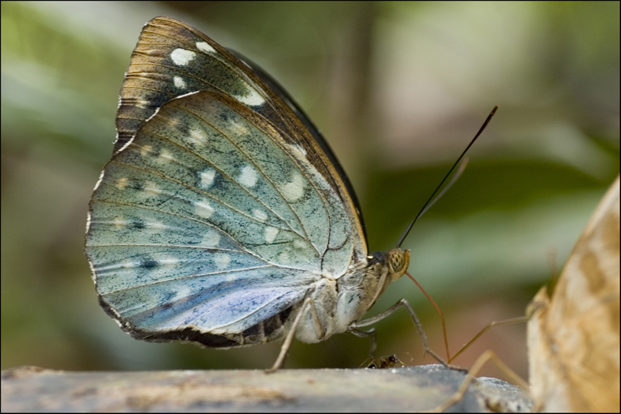 Macritchie_Butterflies_Dec_X_by_log1t3ch.jpg
