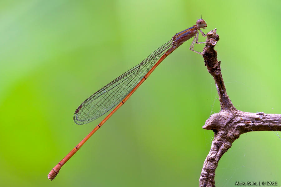 pretty_predator___ii_by_alokethebloke-d40wf42.jpg