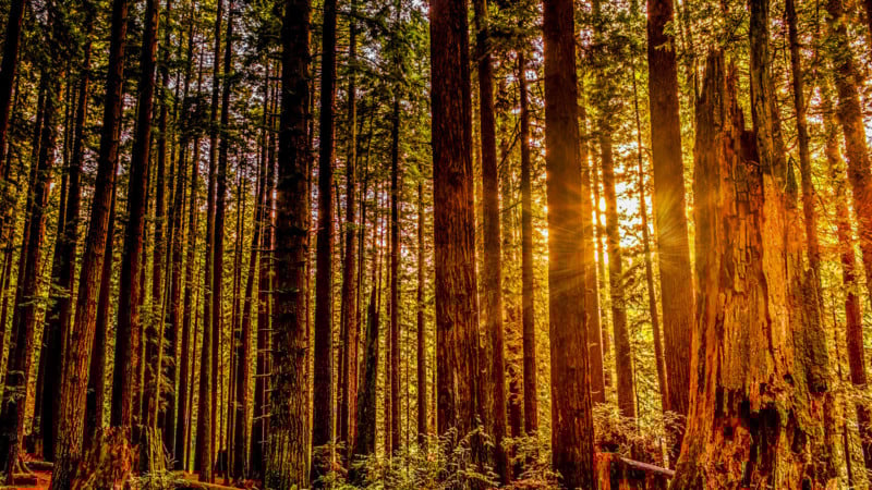 Redwood Forest 