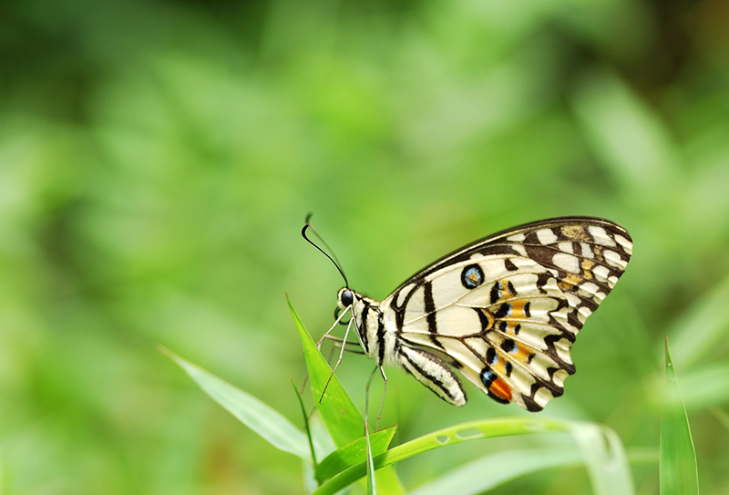 Lime_Butterfly_290308_by_inckurei.jpg