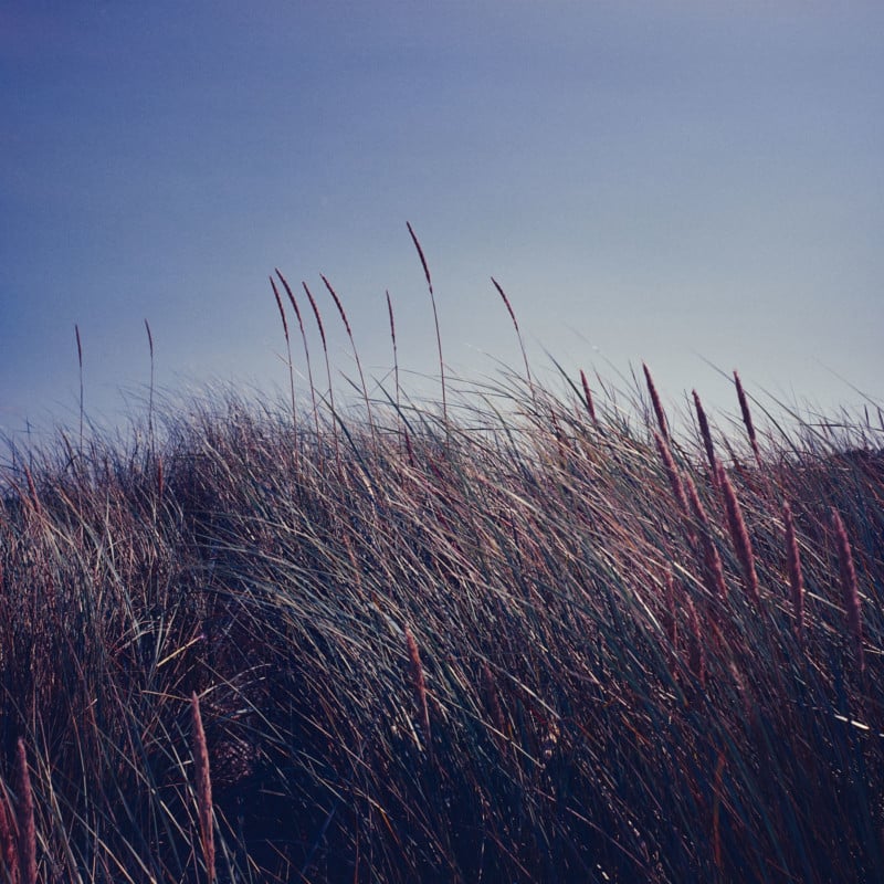 Tobias_s-Zone-shot-2-800x800.jpg