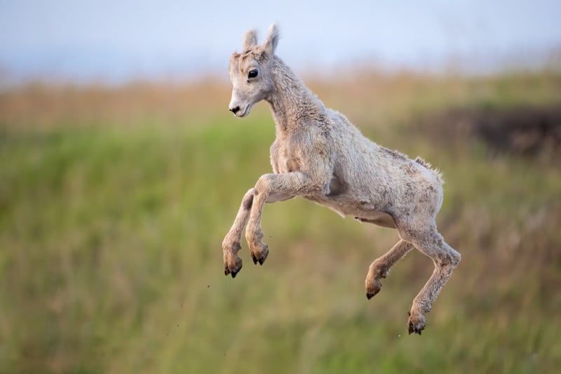 Lamb-In-Flight-800x533.jpg