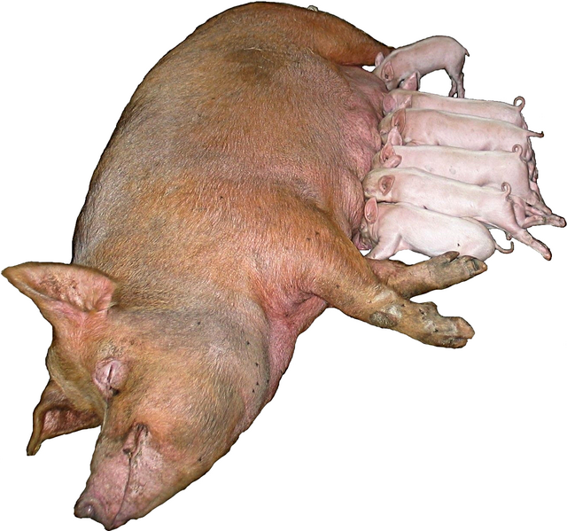 640px-Pig_suckling.png