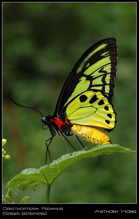 Ornithoptera_priamus_6_011008_by_inckurei.jpg