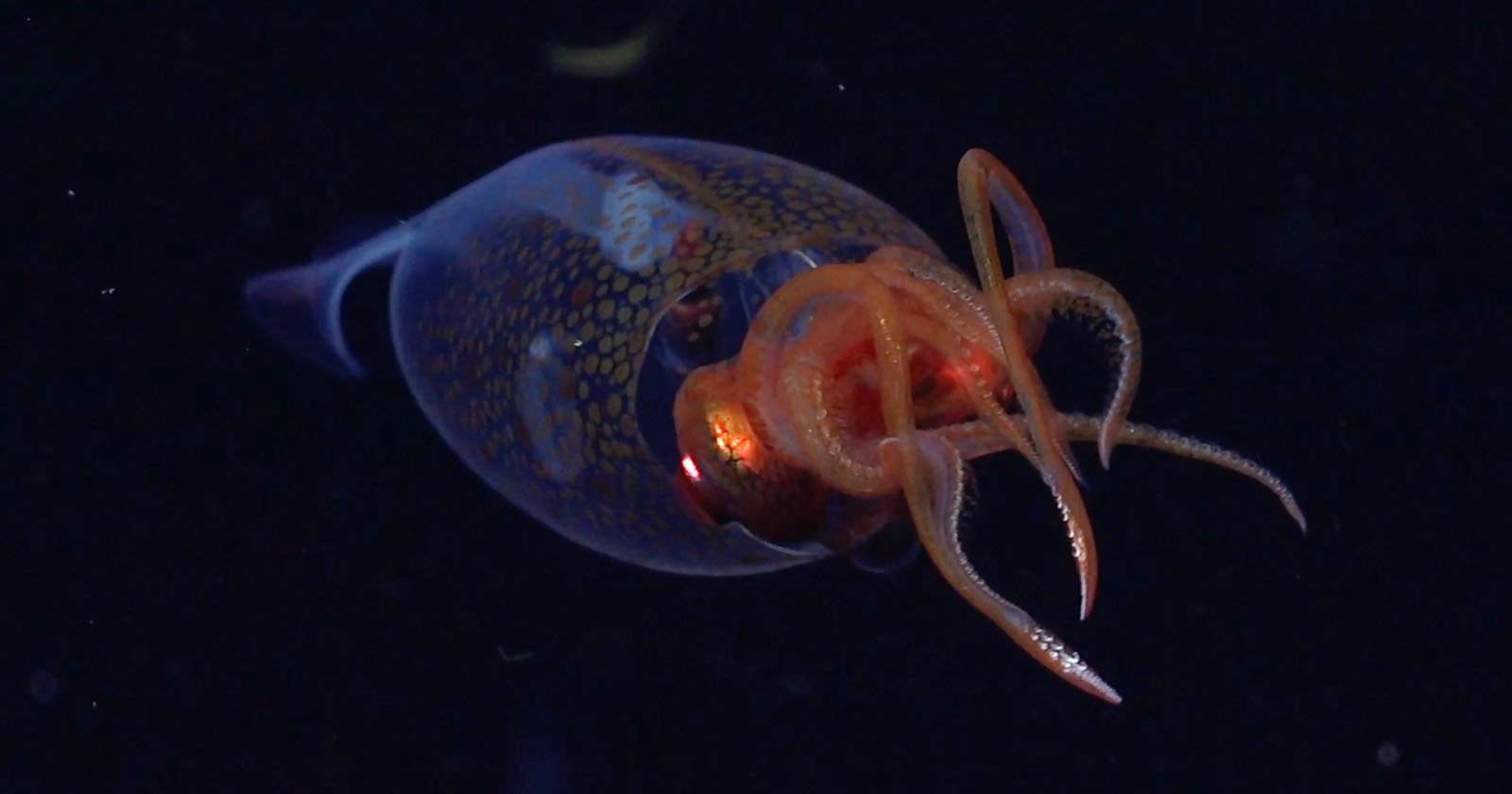 A glass squid with a translucent, rounded body and visible internal organs floats against a dark background, its orange-tinted arms and tentacles extended outward.