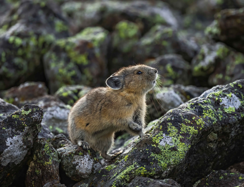 American Pika