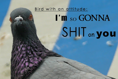 bird+anger.jpg