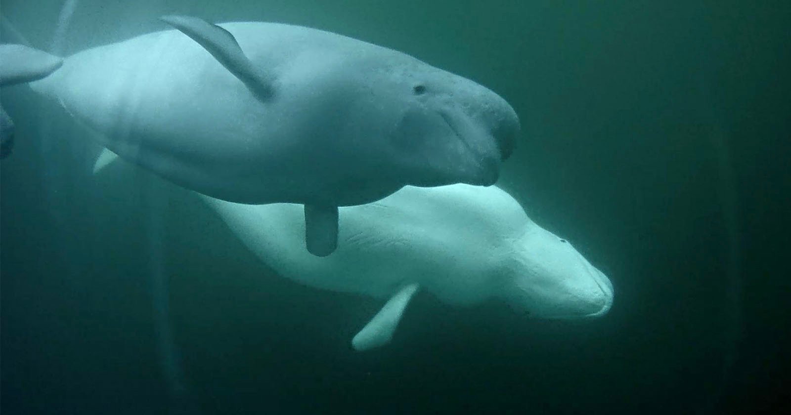 Two beluga whales, one grey and one white, swim together underwater in a greenish-blue environment.