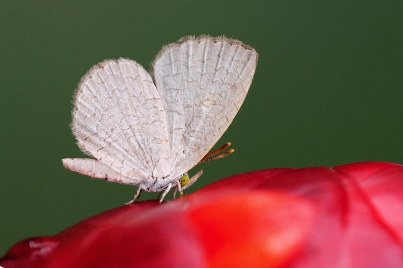 apefly_070111_by_inckurei-d36uj9j.jpg