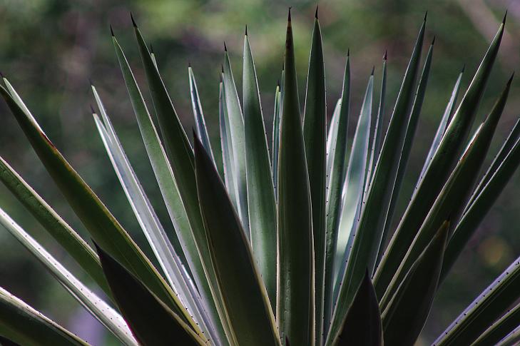 aloe.JPG