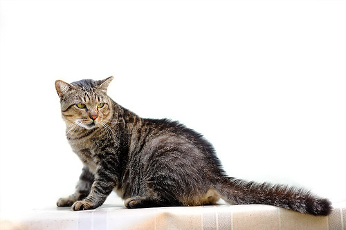 3751329071_f82992eb40.jpg