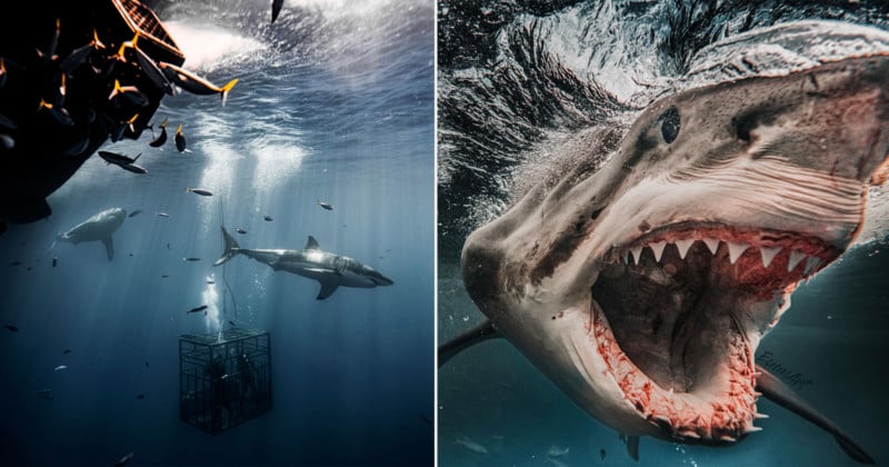 brutus-great-white-shark-euan-petapixel-1-800x420.jpg