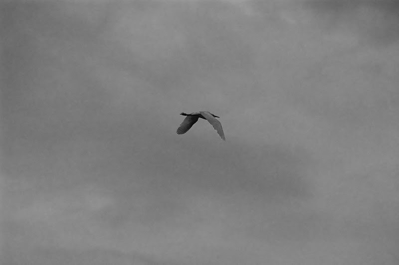 DSC_9581%20copy.jpg