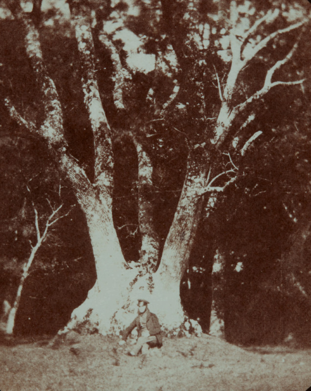 Ash-tree-in-Ugbrooke-Park-Devon--636x800.jpg