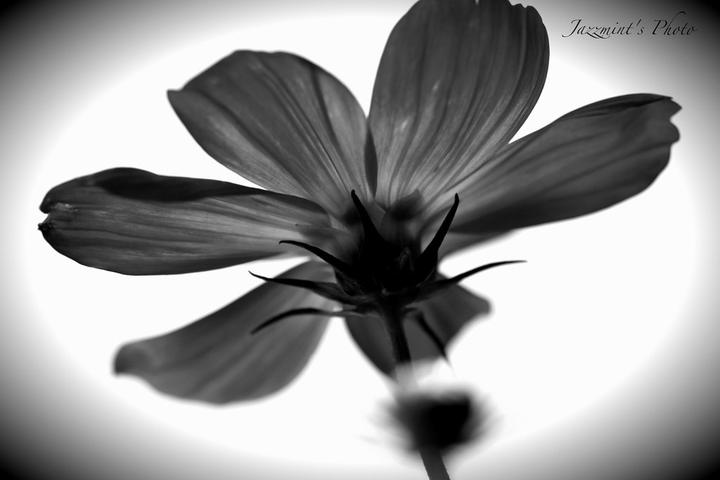5560260261_2c3b6fb444_b.jpg