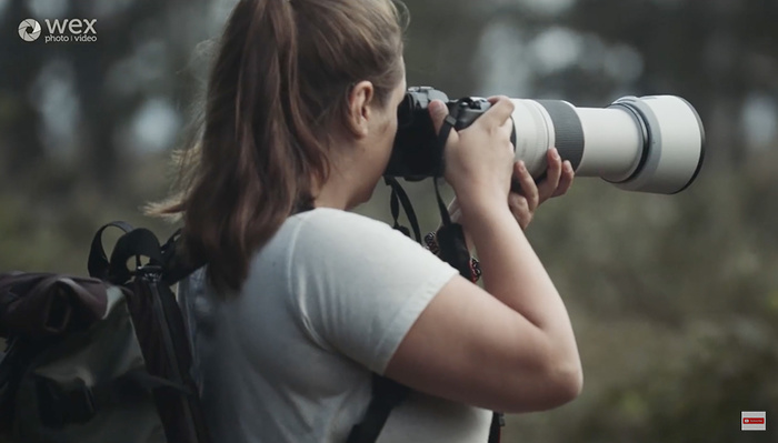 Versatile Zoom: A Review of the Canon RF 100-500mm f/4.5-7.1L IS USM Lens