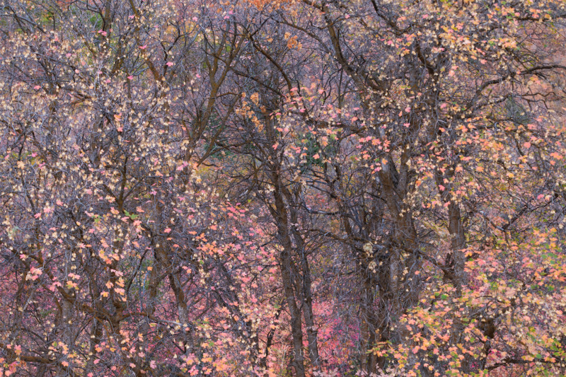 utah_fallcolor_landscapephotography_14-800x533.jpg