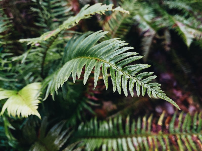 leafjpg-800x600.jpg