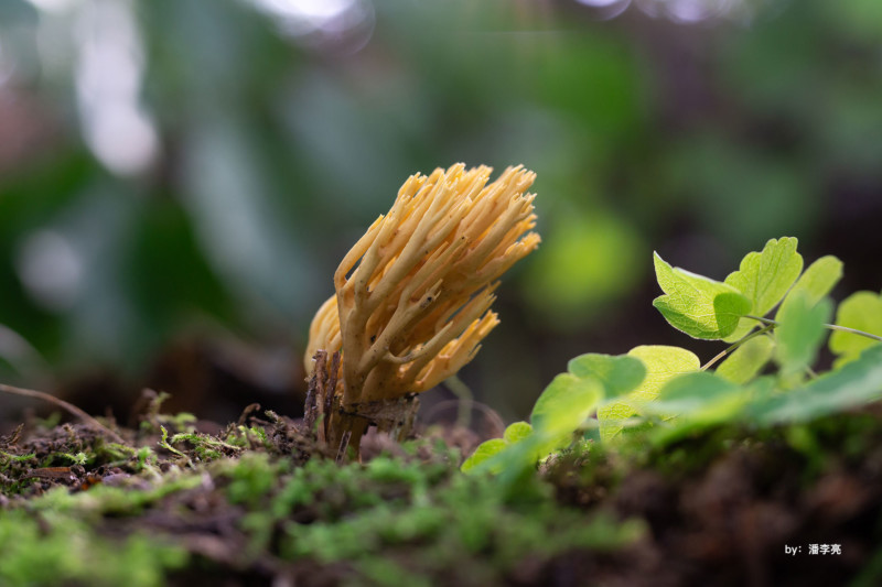 ttartisan-40mm-macro-example-petapixel-4-800x533.jpg