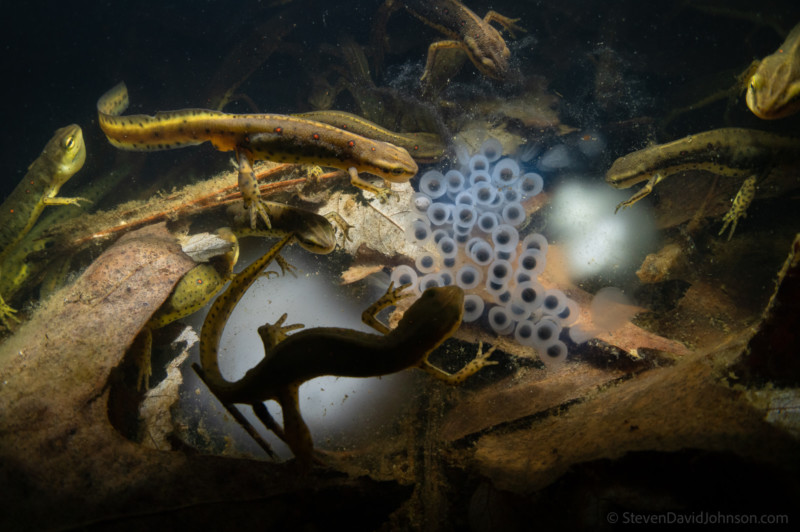 underwater-macro-photography-petapixel-20-800x532.jpg