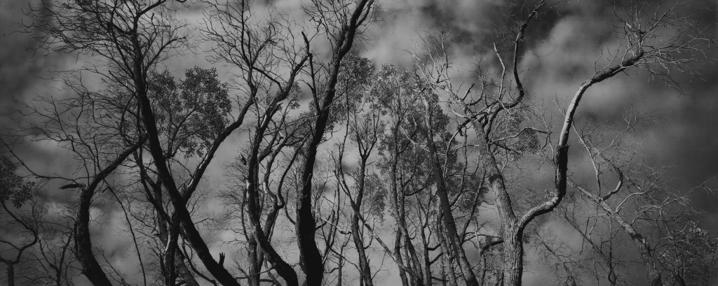 woodleigh_con008.jpg
