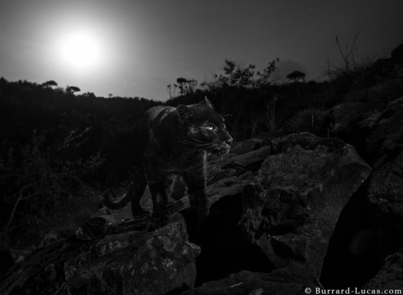 african_black_leopard-800x585.jpg