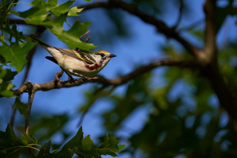 tamron-150-500mm-di-iii-vxd-lens-sample-9-800x534.jpg