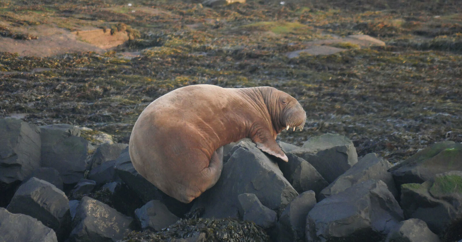 Freya the walrus