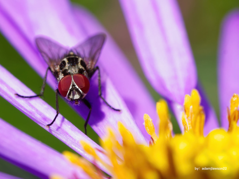 ttartisan-40mm-macro-example-petapixel-9-800x601.jpg
