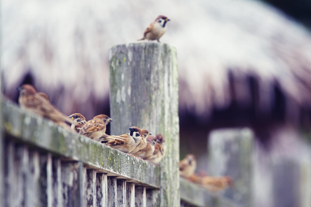 Birds_of_a_Feather_by_Draken413o.jpg