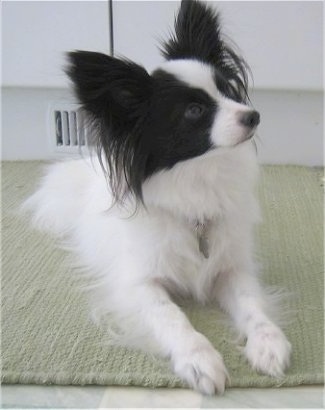 PapillonLimitIMG_0478_2.JPG