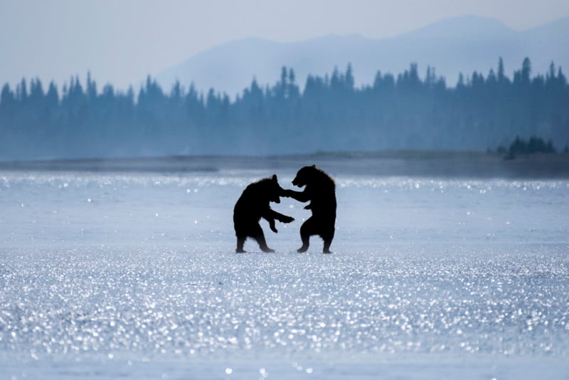 Brown Bears