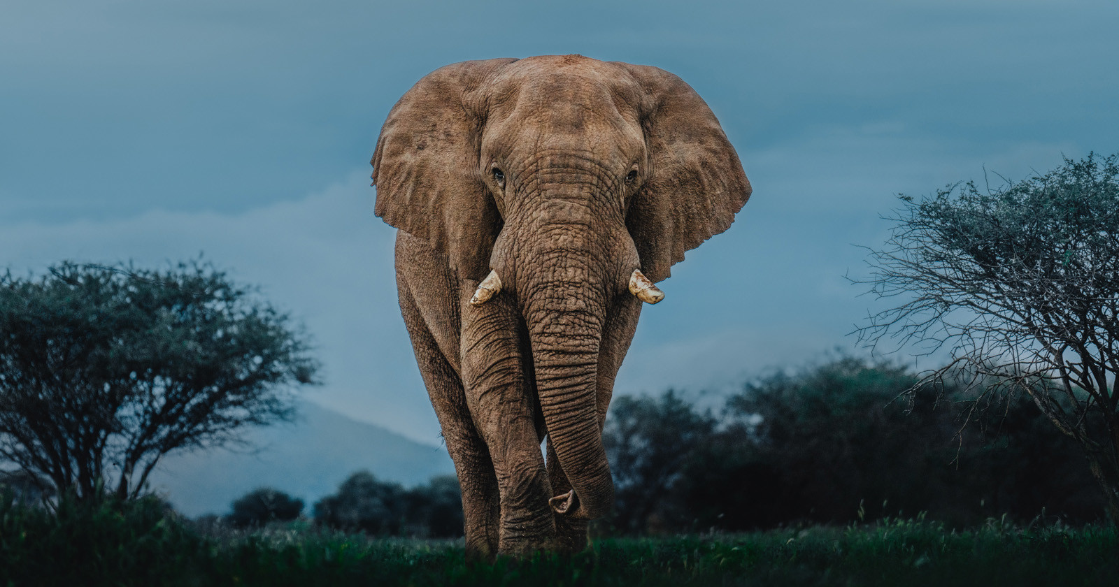 Elephant in Namibia
