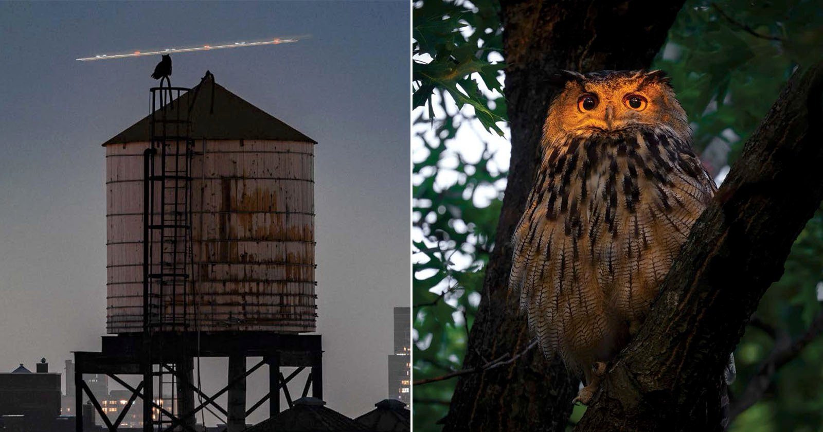 Left: A bird sits atop a water tower at dusk with a city skyline in the background. Right: An owl perched in a tree, illuminated by soft light, surrounded by dark green foliage.