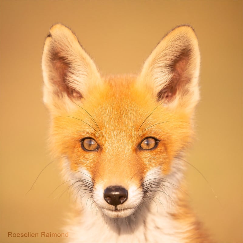 A portrait of a fox