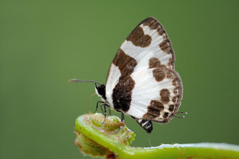elbowed_pierrot_060311_1_by_inckurei-d3b0mz1.jpg