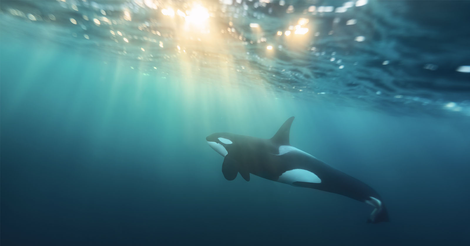Orcas in water