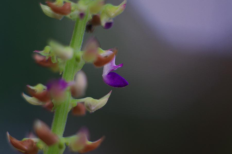 flowers.JPG