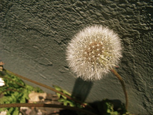 3481839086_600c24f43e.jpg