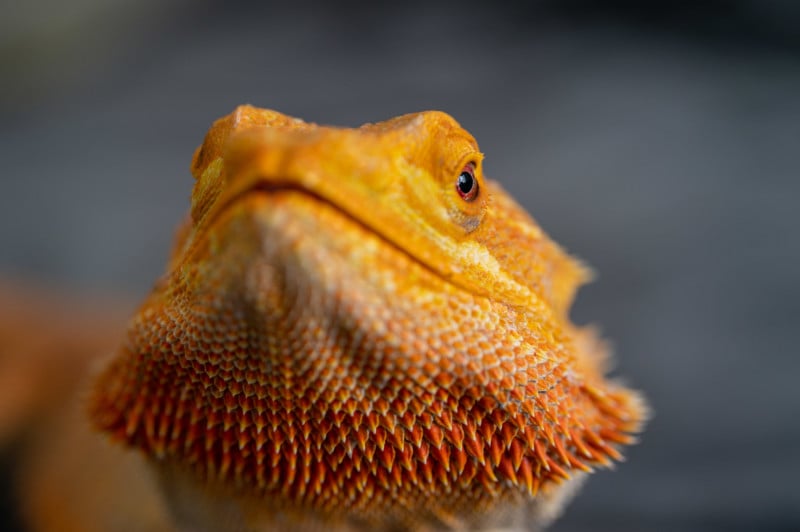 DJC_9755-800x532.jpg