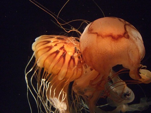 406625900_26df04ff59.jpg